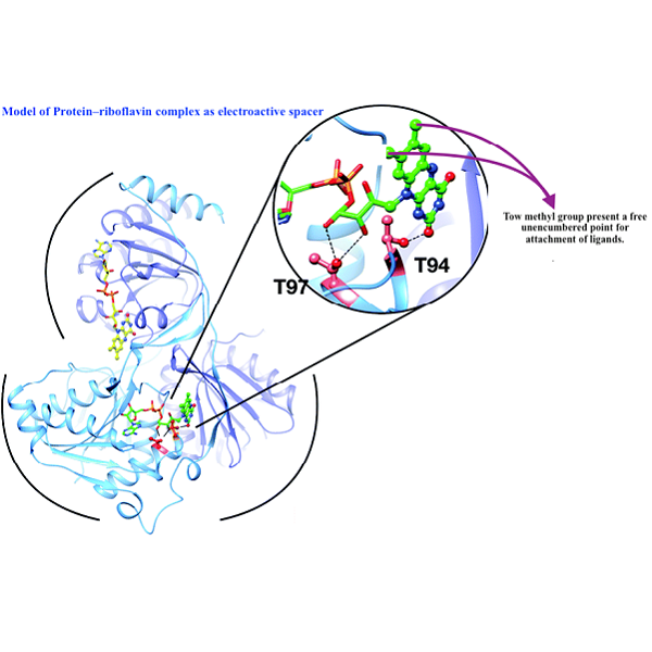 Design and Synthesis Ligands Tetradents Substituted with Halogenes in α- Position and Conjugation with Riboflavin (Bioconjugates) Conjugate ligands Type TPA’s with Flavonoids as un Electron Mediator